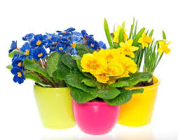 spring bulbs
